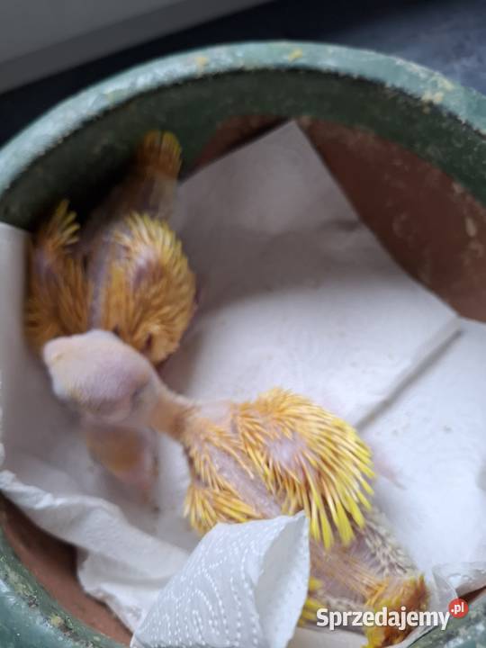 aleksandretty obrożne młode ręcznie karmione śląskie Bytom