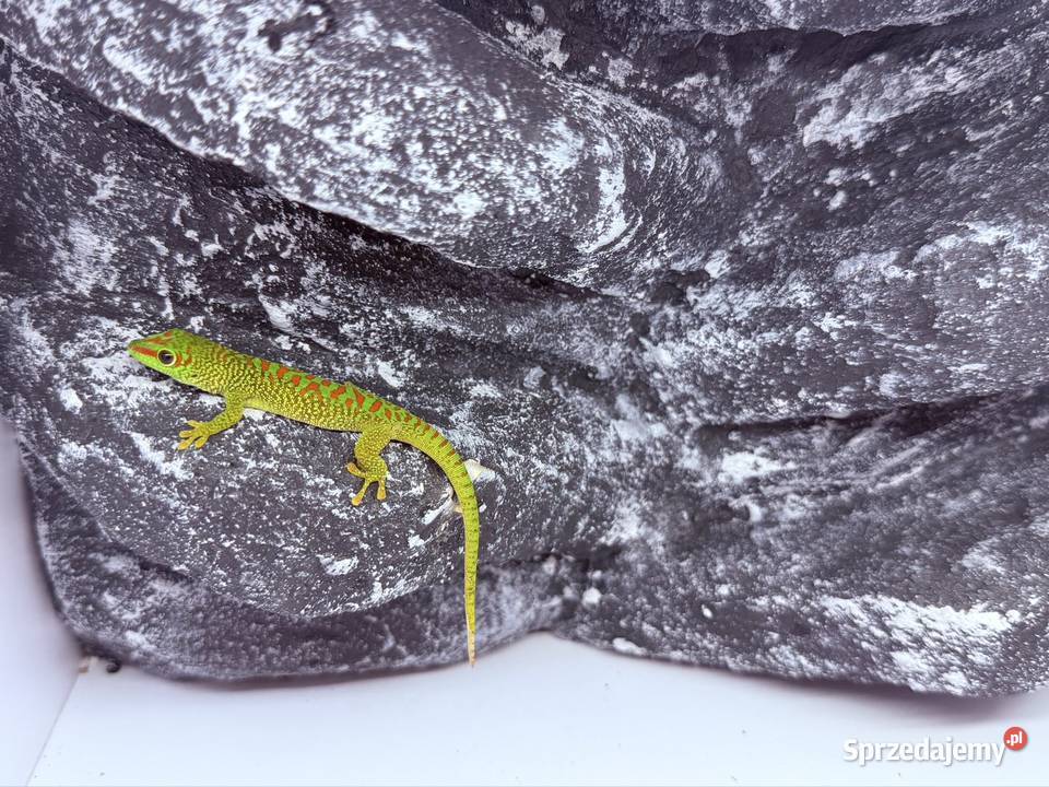 Felsuma madagaskarska felsumy madagaskarskie pomorskie sprzedam