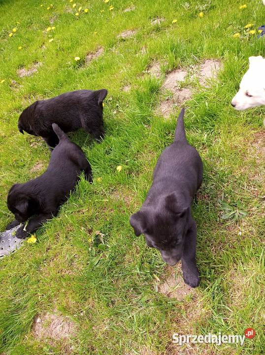Szczeniaki LabradorHusky Zakliczyn