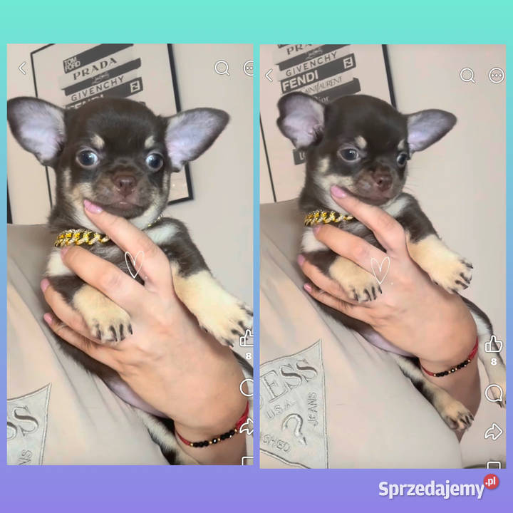 Chihuahua długowłosy piesek choco tan badania