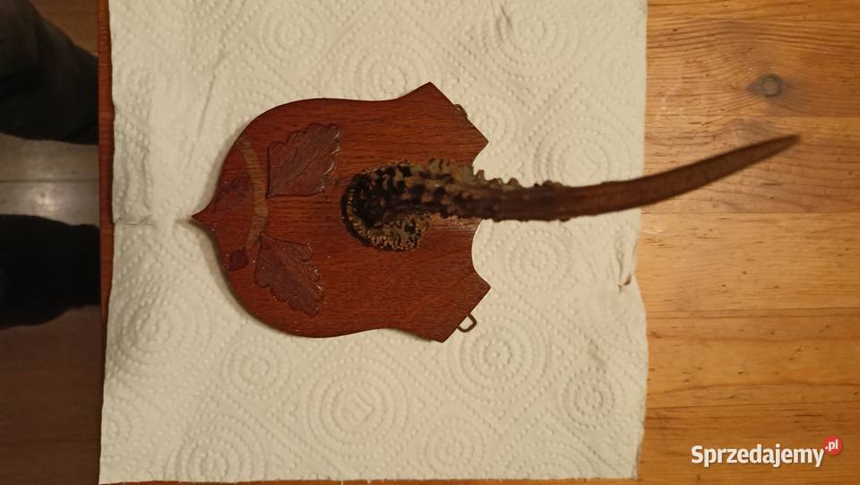 Róg koziołka sarny na desce kujawsko-pomorskie Toruń