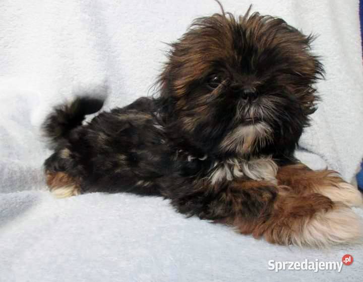 Śliczne pieski Shih tzu