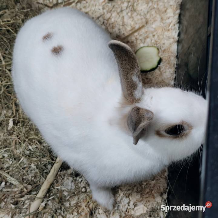 Królik miniaturka samiczka młoda Gdynia
