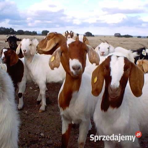 Bur sprzedam kozy