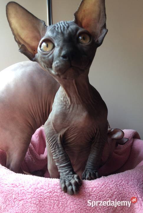 Czarne Niebieskie Białe Kociaki Szuka kocha też