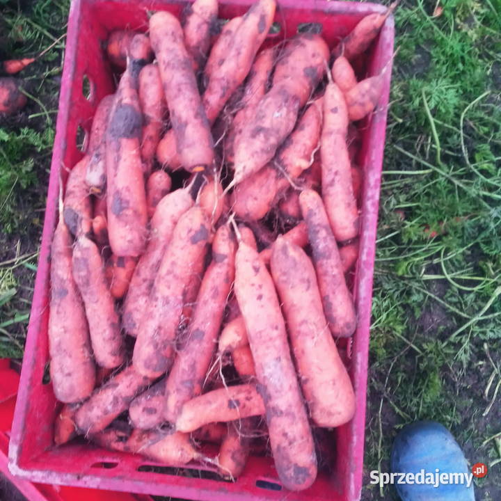 marchew laguna Piątek