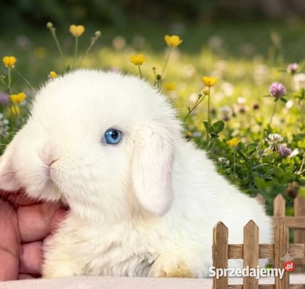 Cudowne kroliczki mini lop wielkopolskie Poznań