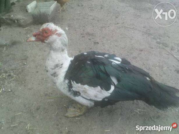 Kaczki Gęsi Kury ozdobne liliputki TANIO Wrocław