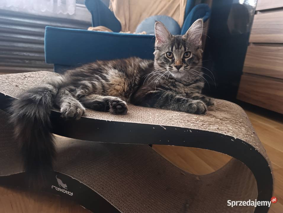 Koteczka Maine Coon Krasnystaw