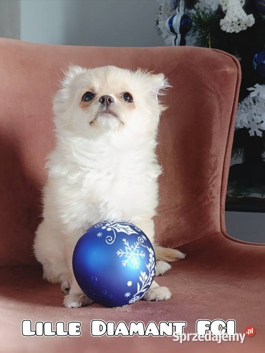 Chihuahua długowłosa FCI Chihuahua Poznań