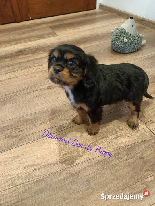 Szczenięta Cavalier King Charles spaniel suczki