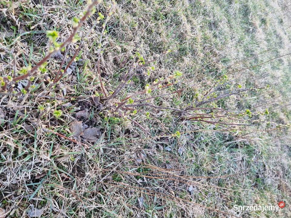 Sadzonka czarnej porzeczki podkarpackie Kupno