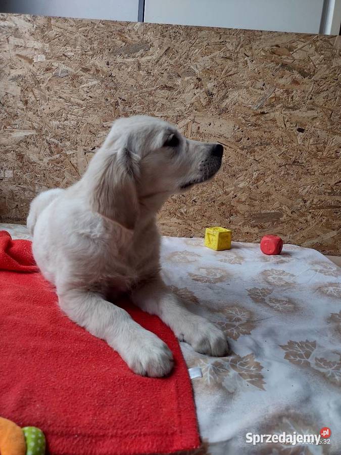 Golden Retriever szczeniaki ZKwPFCI suczka opolskie Praszka