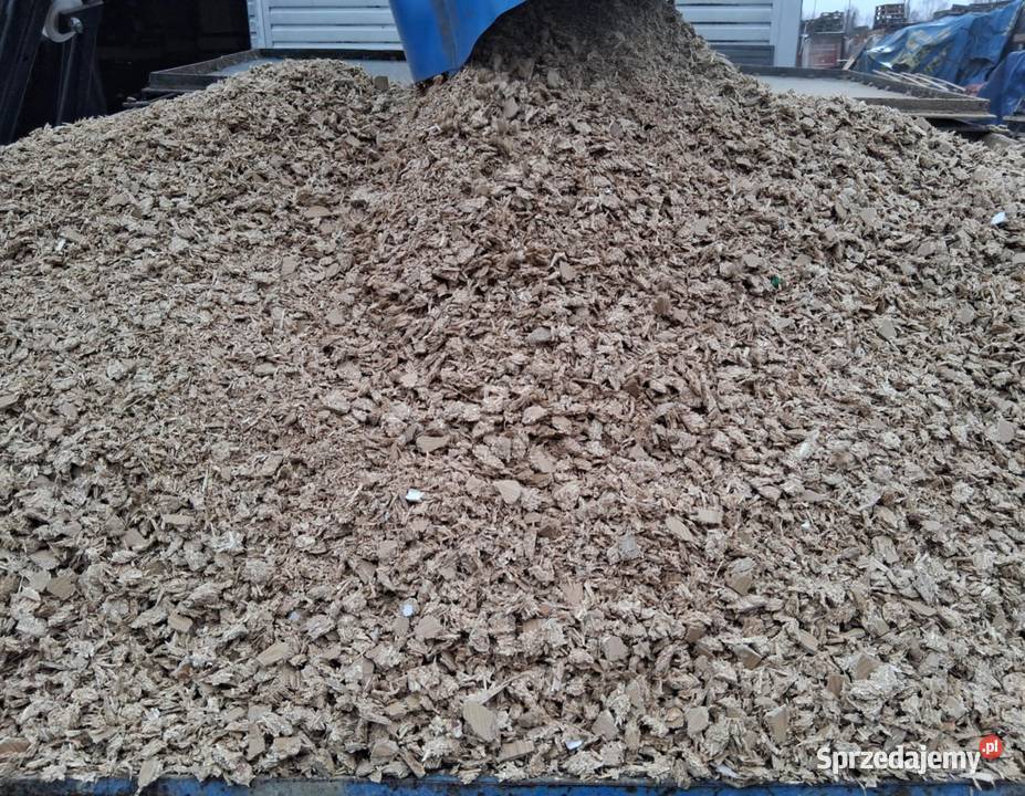 ZRĘBKA OPAŁOWA Pozostałe wielkopolskie Brzeźno