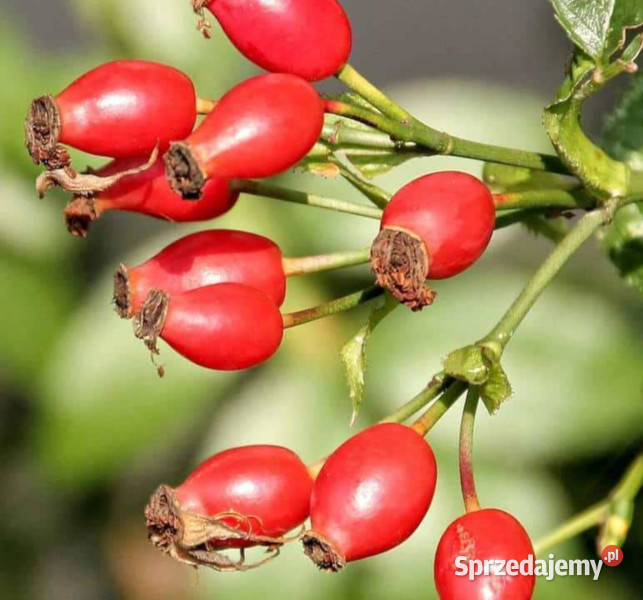 DZIKA RÓŻA Rosa canina NASIONA 500 sztuk 10g Lubanie
