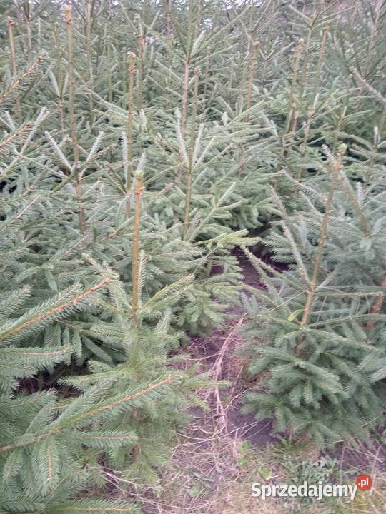 Sadzonki jodły pospolitej i świerka 44 lubelskie sprzedam
