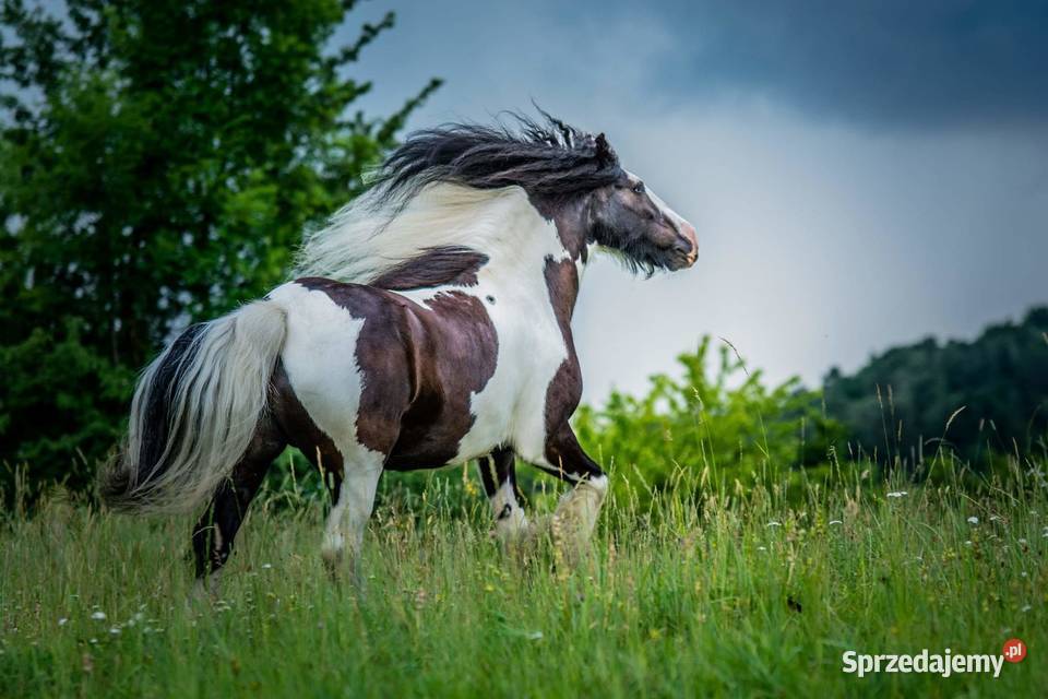 Sprzedam tinkera Konie małopolskie Łukowica