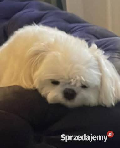 Maltańczyk mini suczka odbiór 06062026 dolnośląskie Nieciszów sprzedam