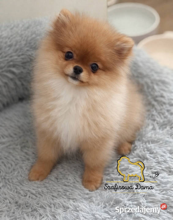Szpic miniaturowy Pomeranian dziewczynka mini Konarzewo