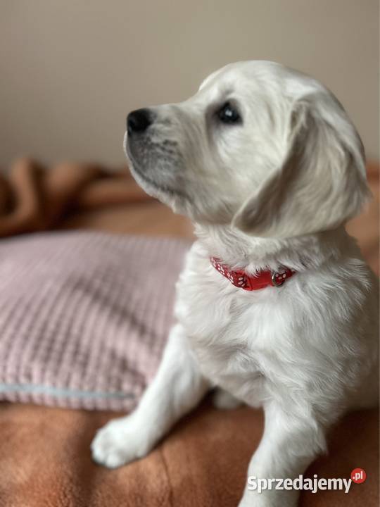 Golden Retriever FCI szczeniaki zachodniopomorskie Stargard