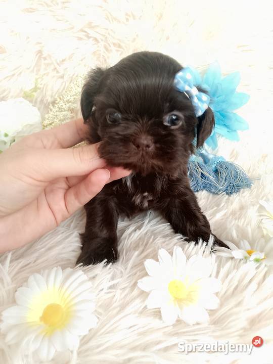 Czekoladowy piesek rasy ShihTzu Kępno sprzedam
