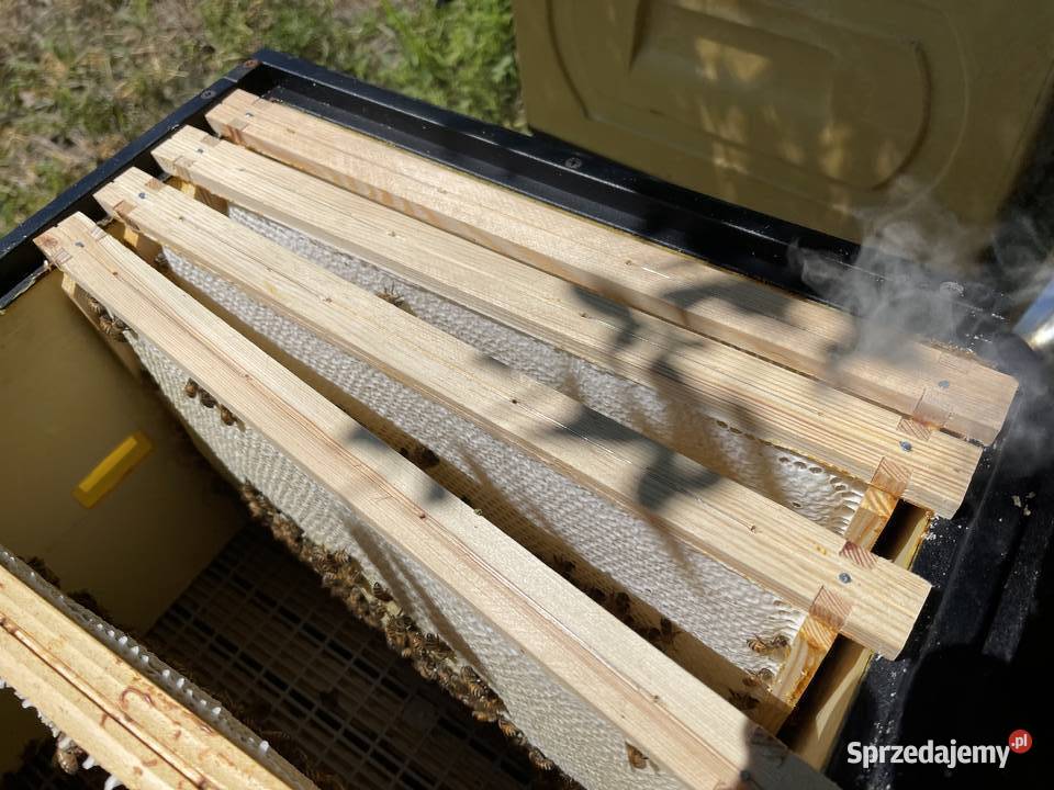 wielkopolski Powałkopodkarmiaczka Wielkopolska Pszczelarstwo Płońsk