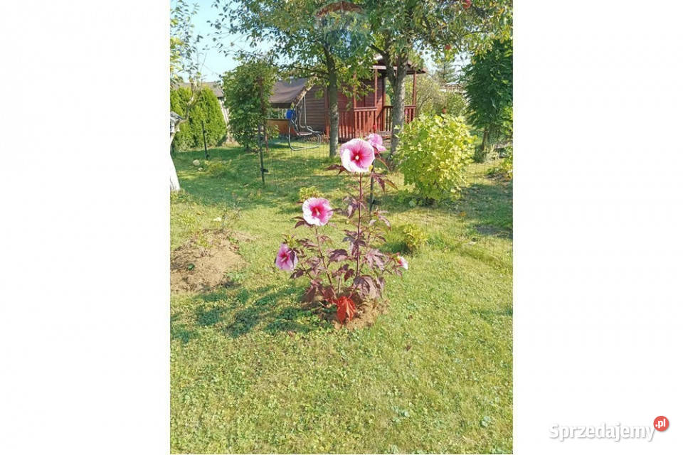 Klimatyczny domek letniskowy remoncie Czechowice-Dziedzice