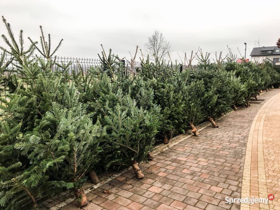 Choinki świerk Hurt