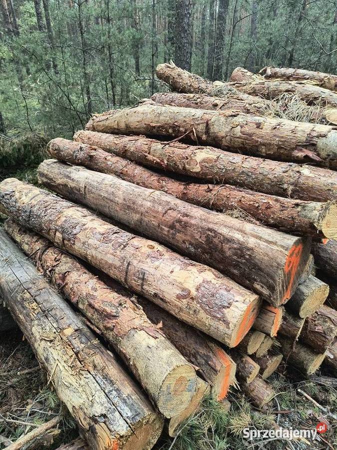 Drewno opałowe sosna grube suche wałki Białobłoty sprzedam