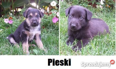 Psy szczeniaki 5 tygodni Odrobaczone Krzątka