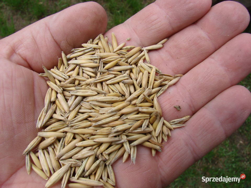 Sprzedam mieszankę owiesjęczmień