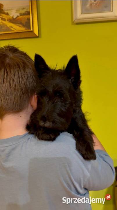 Terrier Szkocki rasowa suczka 4mce rodziny ZKwP Mińsk Mazowiecki