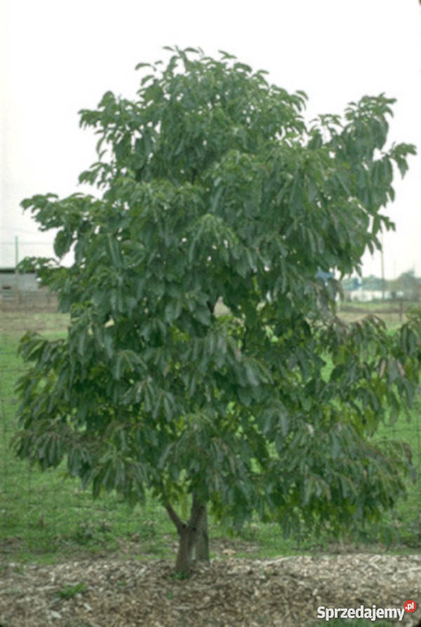 HURMA AMERYKAŃSKA Diospyros sadzonki w don Ustronie sprzedam