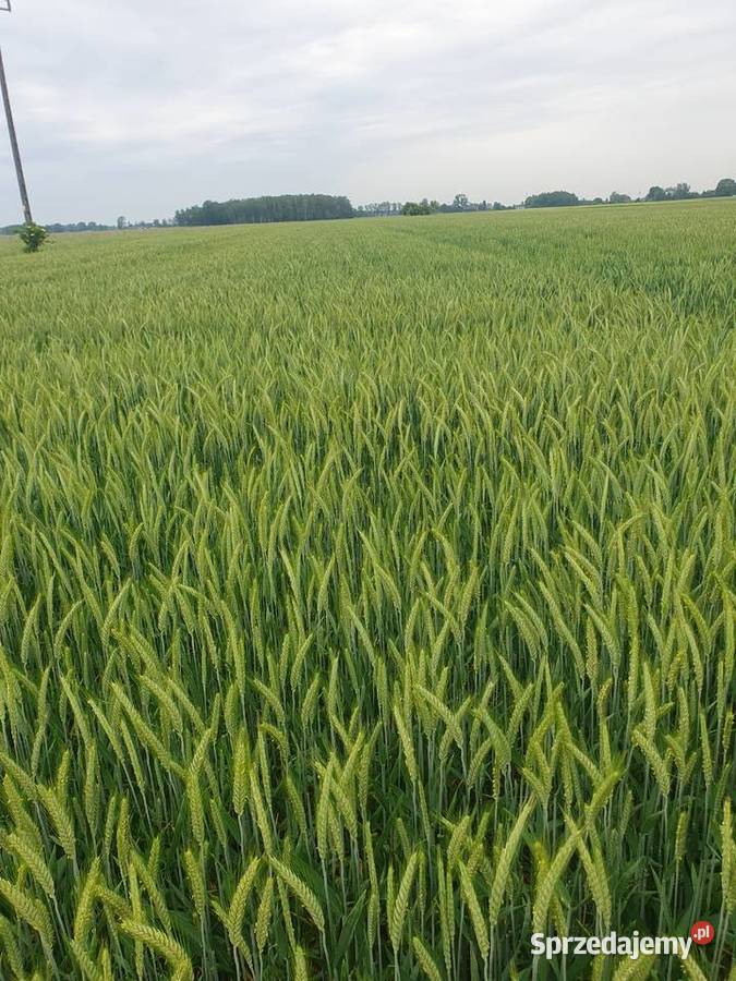 Dzierżawa gruntów ornych pól ziemi Osiek Górny