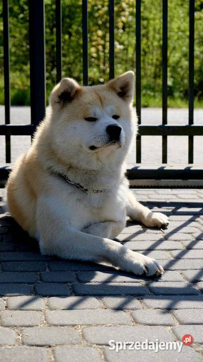 Akita Inu akita japońska szczeniaki zkwp FCI Akita Częstochowa sprzedam