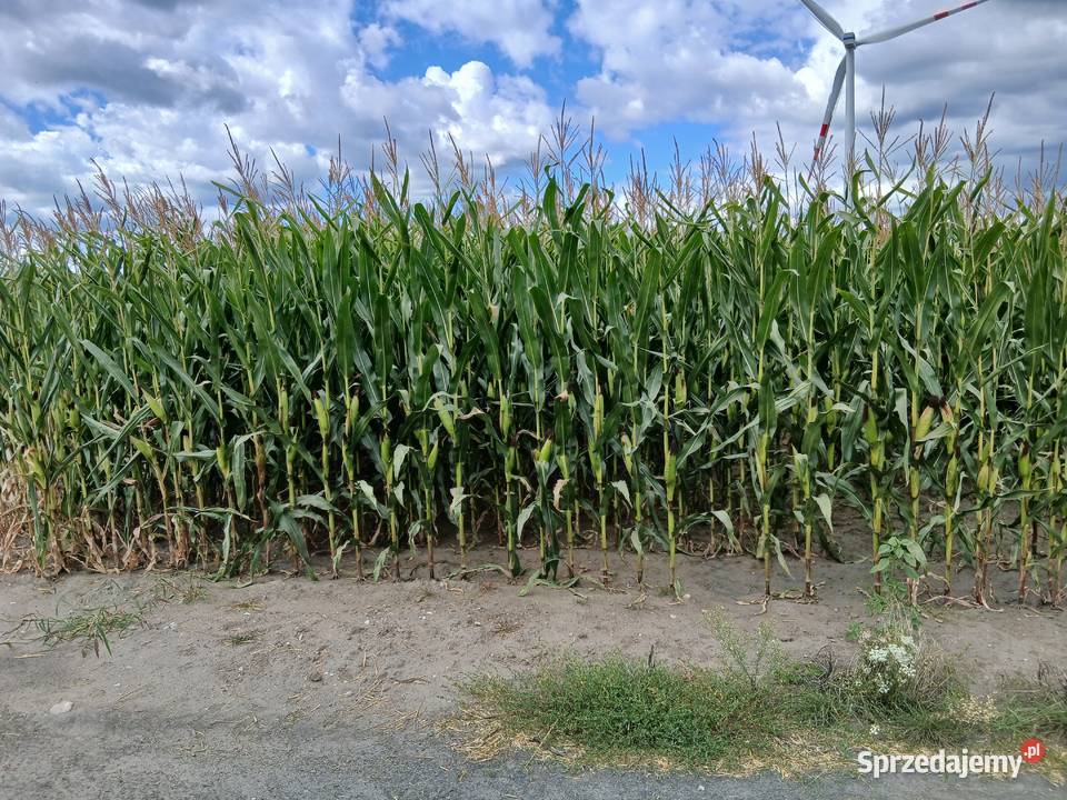 Sprzedam kukurydzę na kiszonkę sprzedam