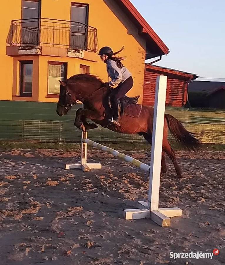 Wałach huculski 8 lat Rzuchowa