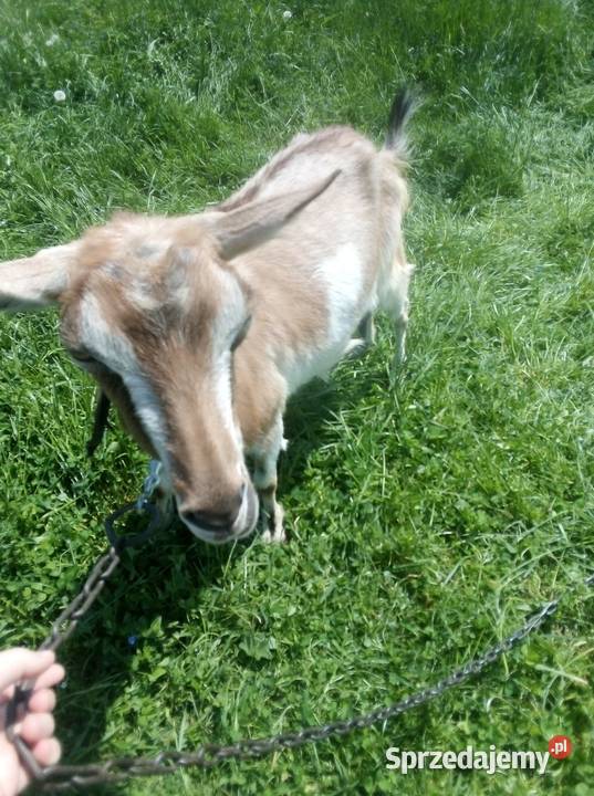 Koza małopolskie Ostrowsko