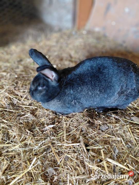 Króliki Krasnystaw sprzedam