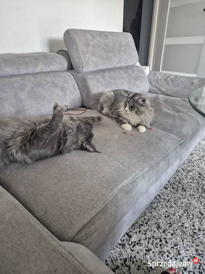 Maine coon kocórek kujawsko-pomorskie Mała Nieszawka