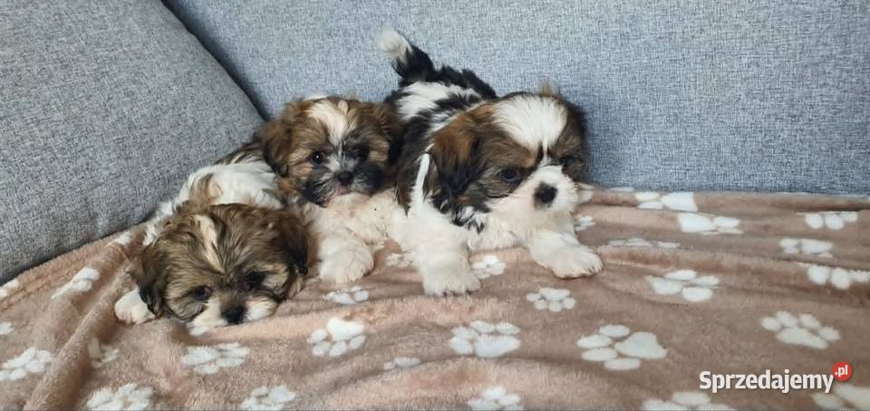 Śliczny Piesek Shih Tzu Puławy sprzedam