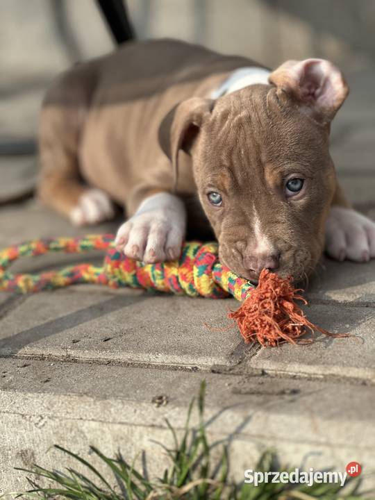 American bully xl szczeniak