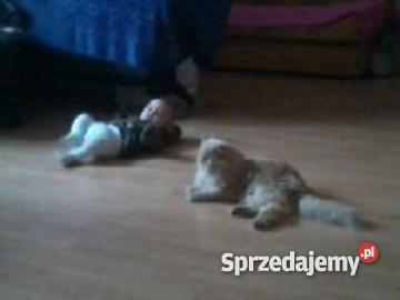KOT PERSKI kremowy sprzedam