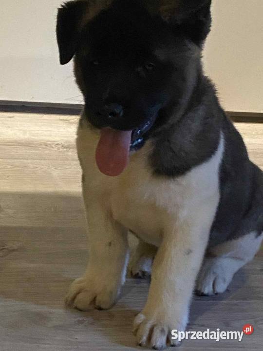 American Akita szceniak dolnośląskie Bielawa sprzedam