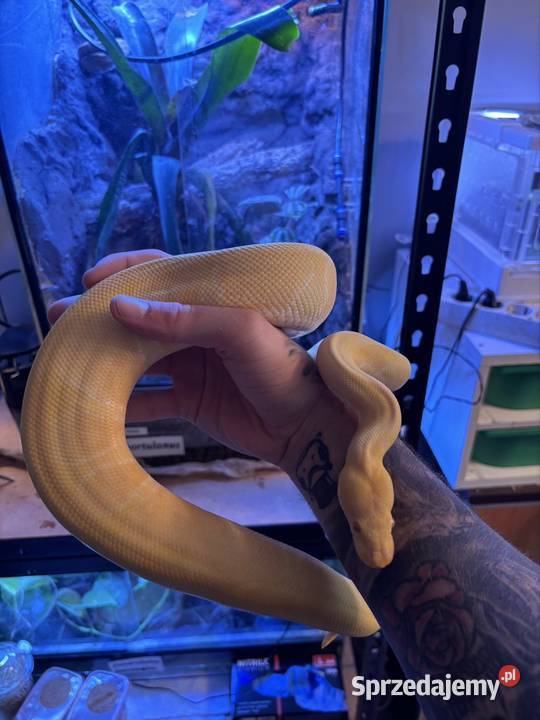 Pytony królewskie Poznań