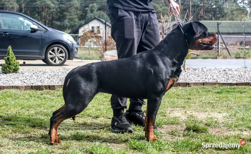 Rottweiler Szczenięta do Rezerwacji Odbiór