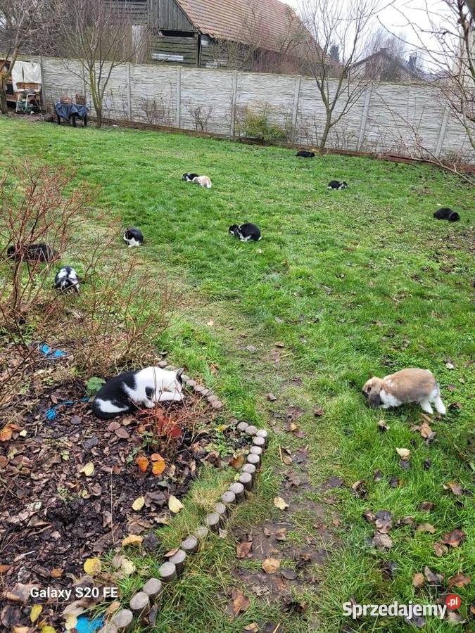 Barany francuskie 2 miesięczne opolskie Żłobizna