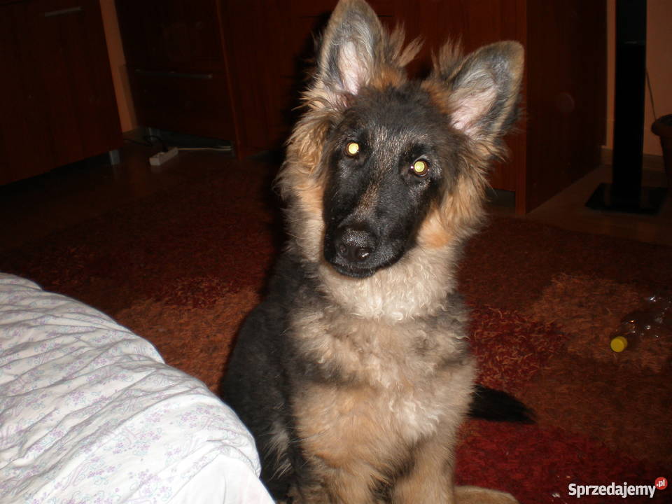 Piękny owczarek niemiecki 6 miesięcy Chełm