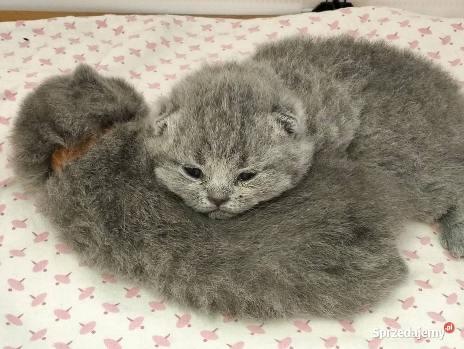 Kocięta niebieskie pięknych rodzicach Rodowód Łódź