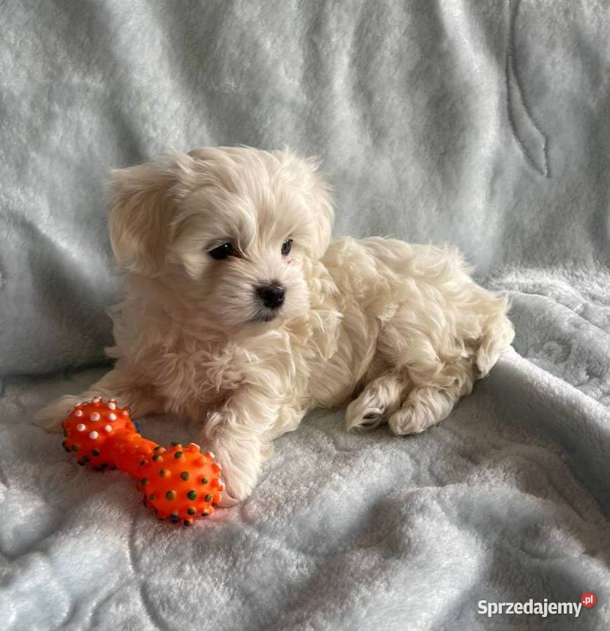 Maltańczyk z rodowodem